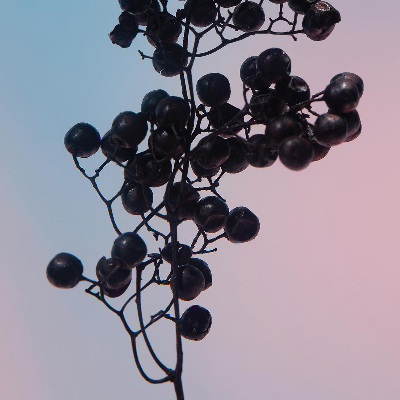 خرید و قیمت ادکلن زارا Orchid