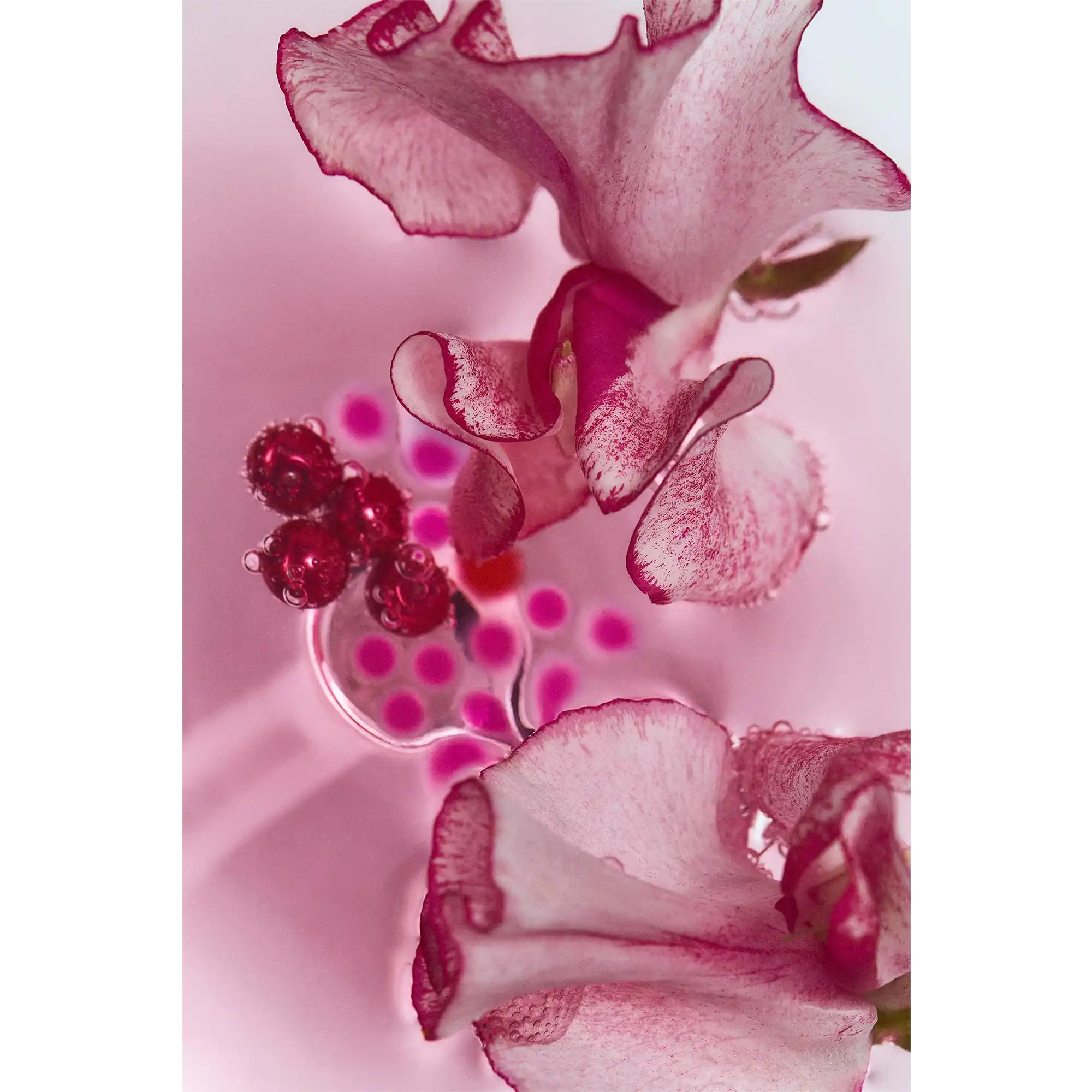 خرید و قیمت ادكلن زارا Zara Tuberose Summer Collection 90ml