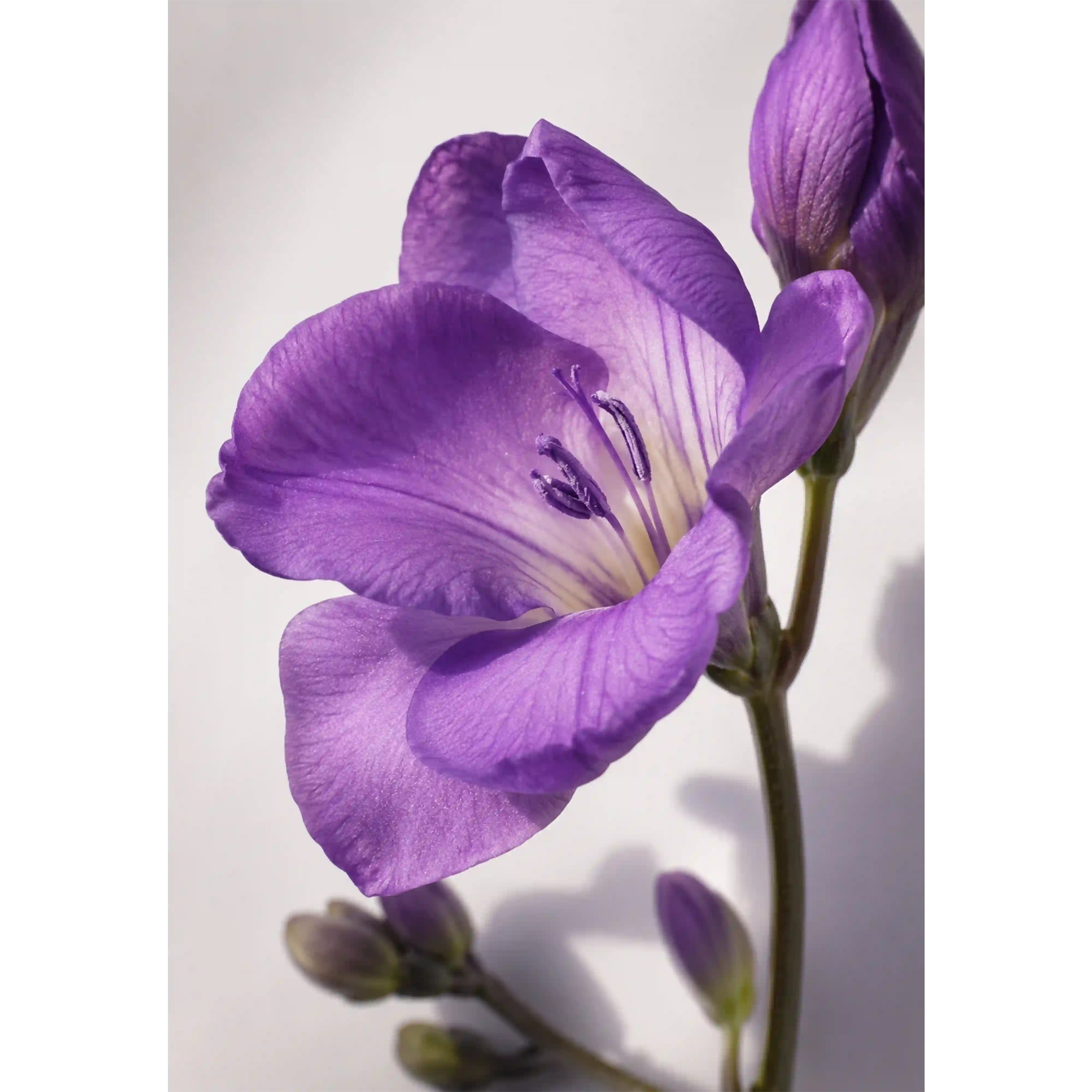 خرید و قیمت ادكلن زارا Zara Gardenia Bloom Collection 30ml