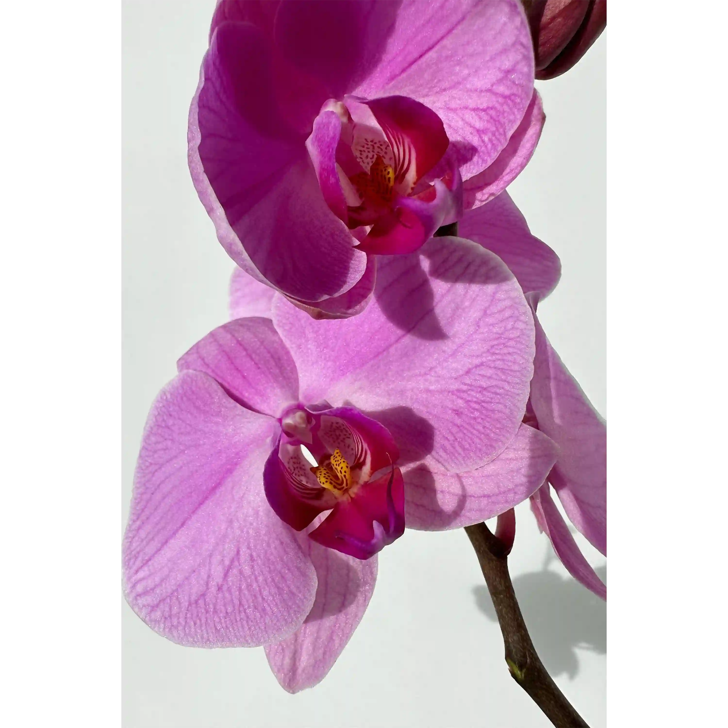 خرید و قیمت ادكلن زارا Zara Orchid Bloom Collection 30ml