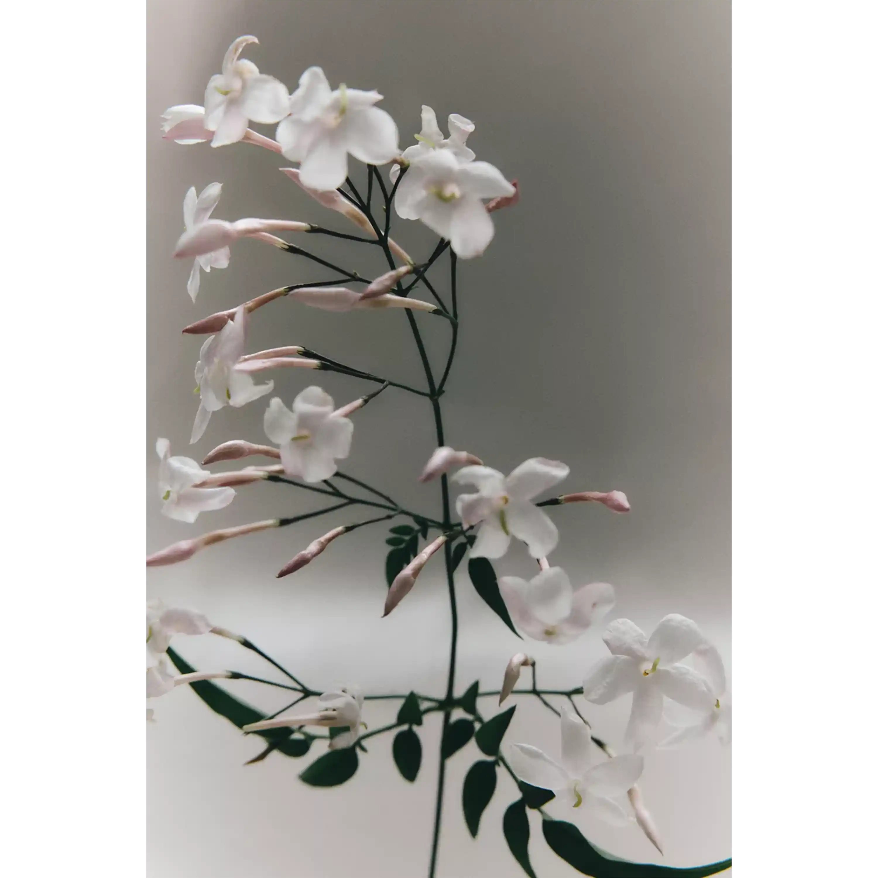خرید و قیمت ادكلن زارا Zara Shades Of Nirvana 100ml