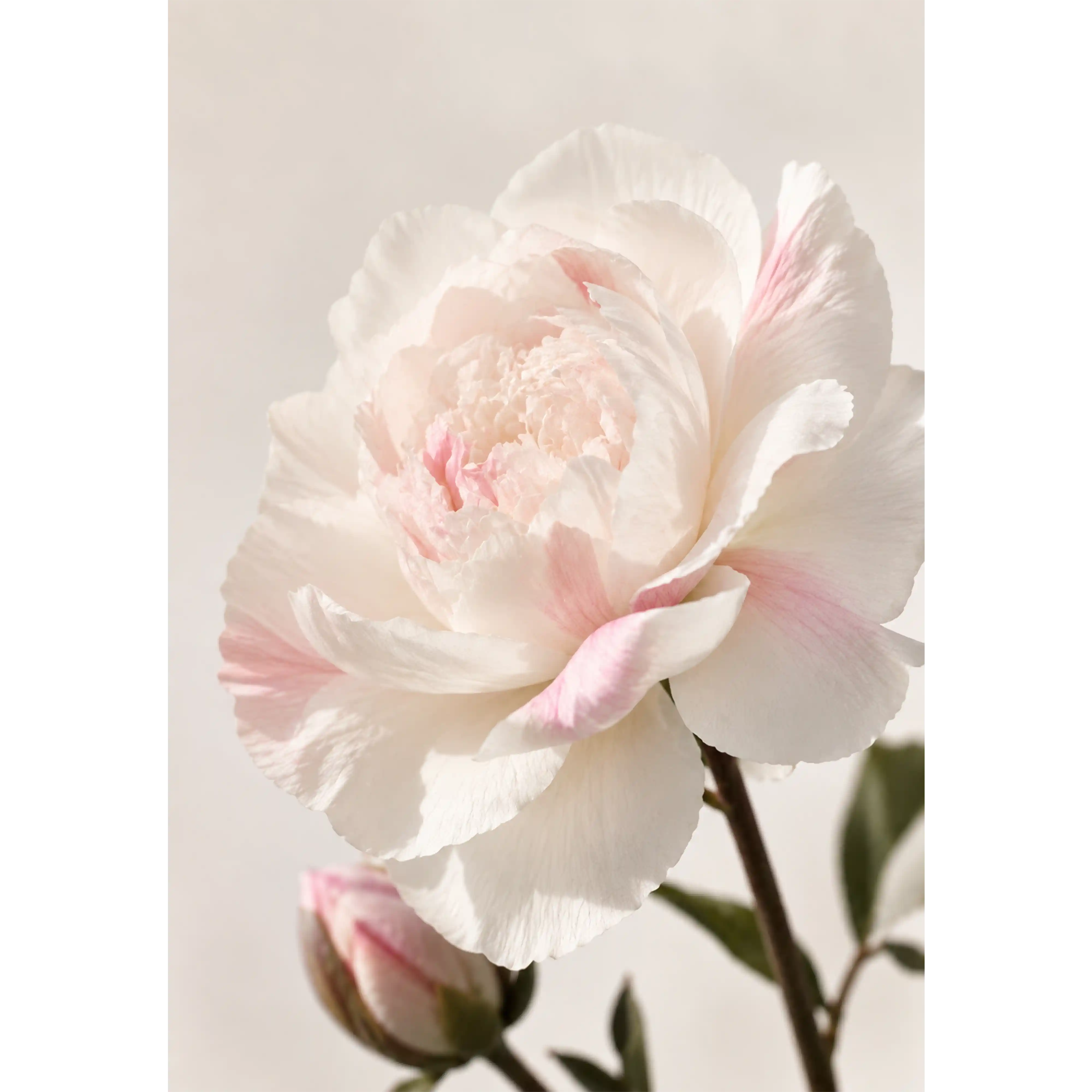 خرید و قیمت ادكلن زارا Zara Wonder Rose Day Collection 30ml